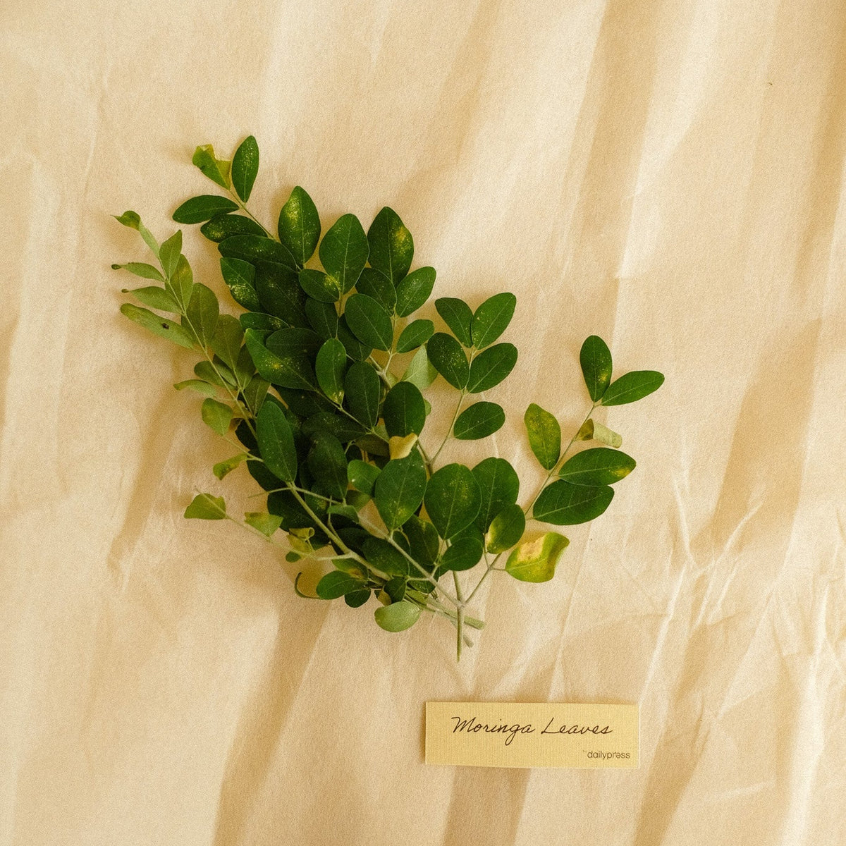 Green moringa leaves on a beige fabric background with a label- Fresh moringa leaves for natural scalp oil treatment