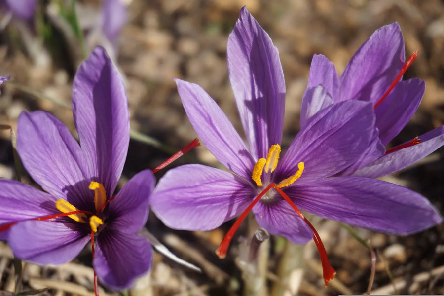 Saffron: A Few Strands, At the Right Time