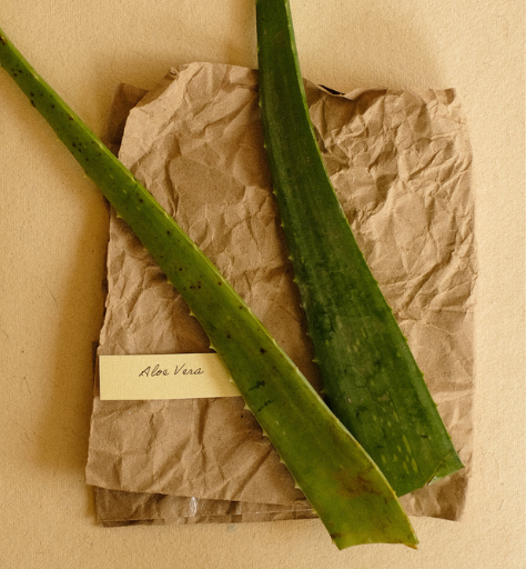 Aloe vera