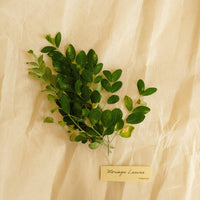 Green moringa leaves on a beige fabric background with a label- Fresh moringa leaves for natural scalp oil treatment