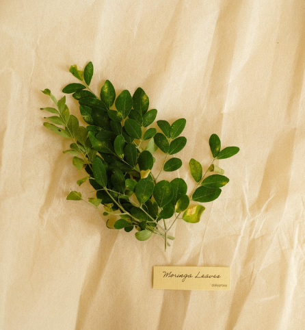 MORINGA LEAF